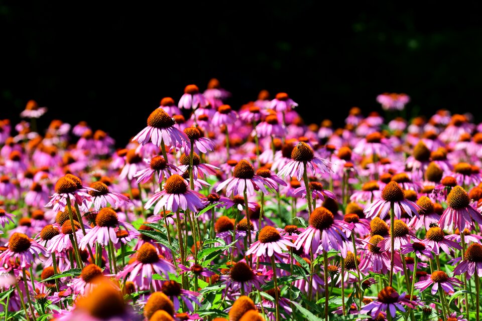 Flowers garden purple
