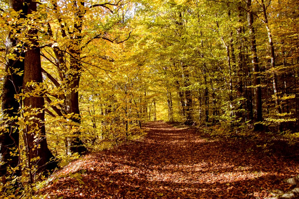 Fall color trees leaves