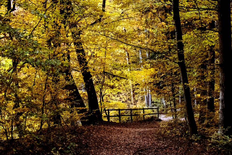 Fall color trees leaves
