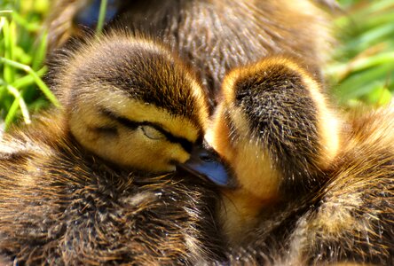 Sleep duck chicks photo