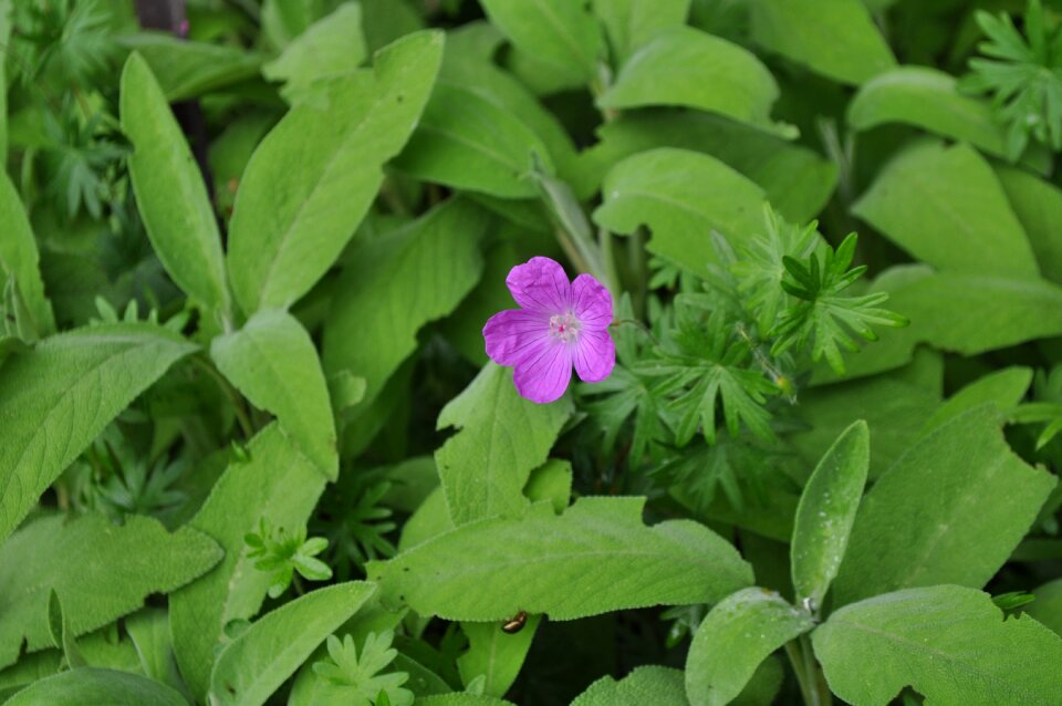 Flowers color plant