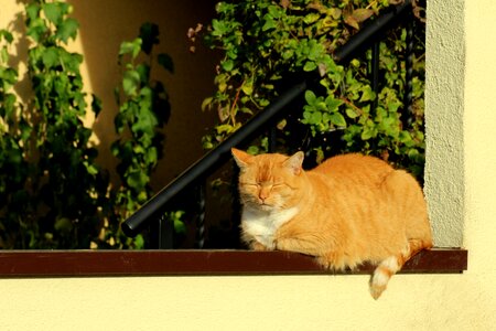 The sun animals bask