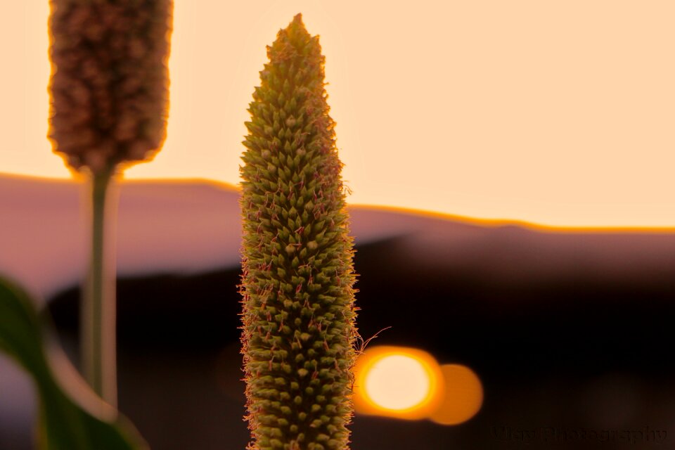 Sun golden hills
