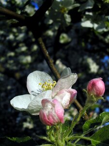 Flower nature trees