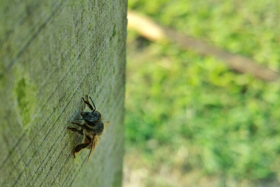 Animal natural macro