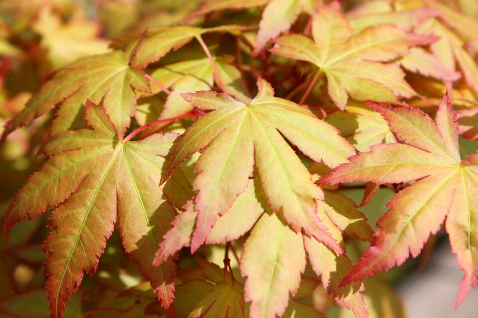 Leaves foliage color