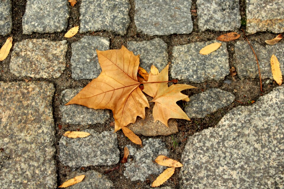 In the fall november collapse