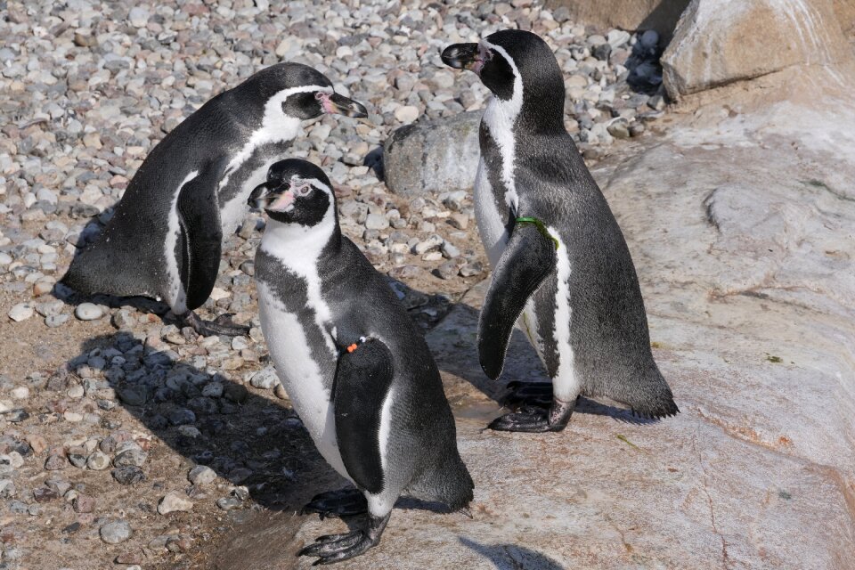 Donkey penguin nature group of animals