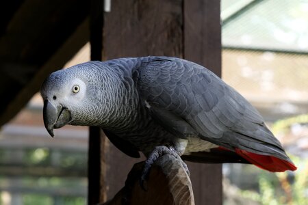 African grey parrot plumage exotic bird photo