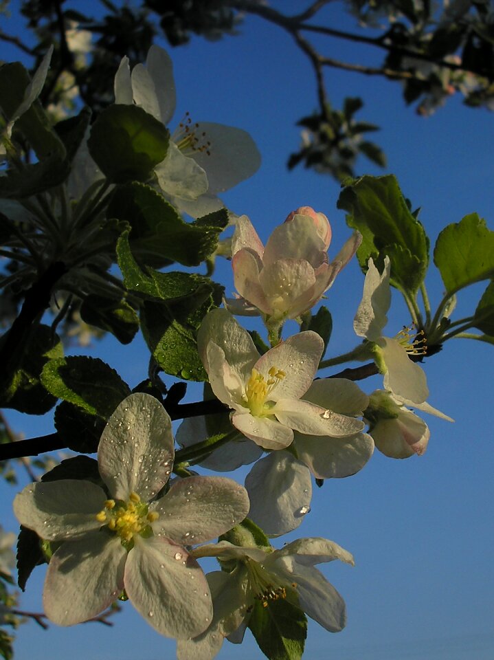 A branch nature in bloom flowers