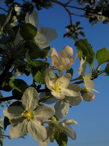 A branch nature in bloom flowers
