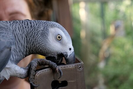 African grey parrot bill close up photo