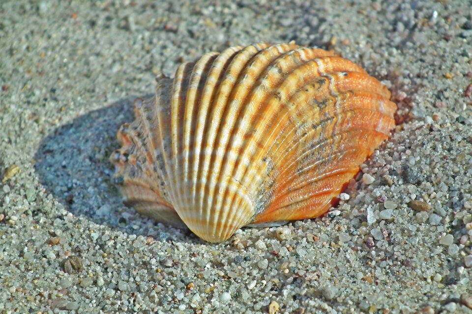 Nature the coast summer