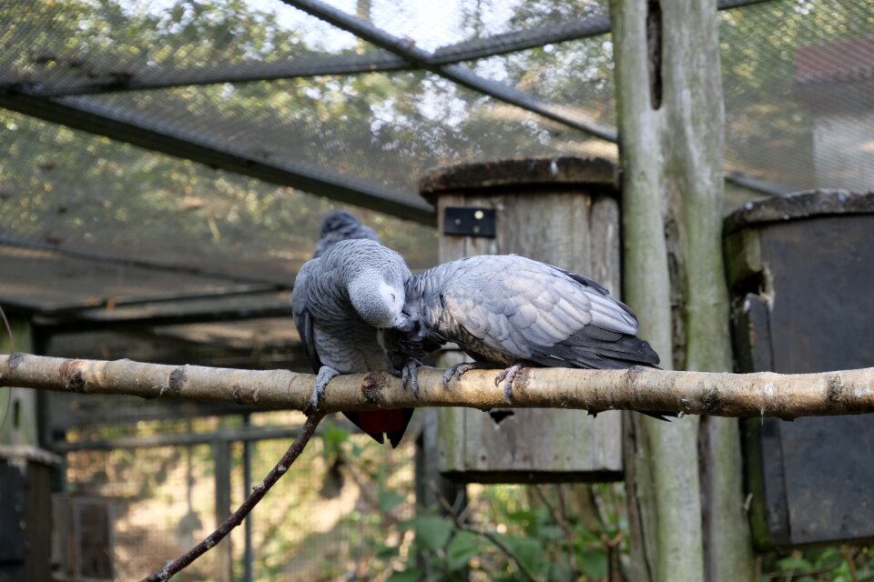 Plumage african grey parrot couple