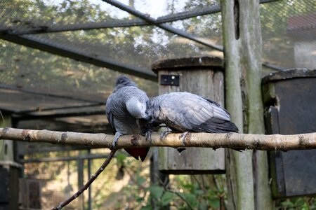 Plumage african grey parrot couple photo