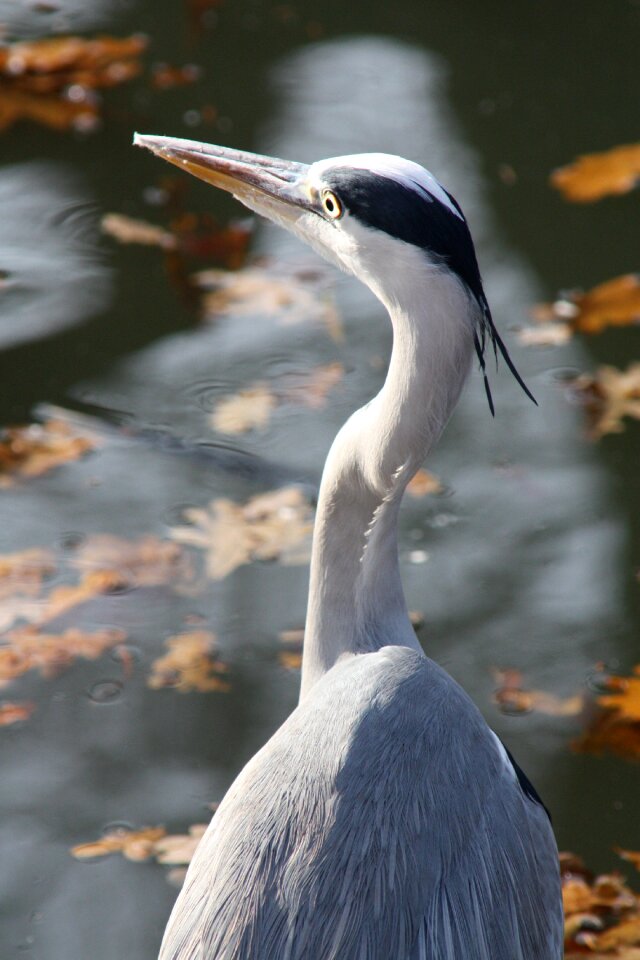 Nature animal animal world