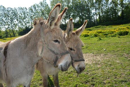 Long ears donkey animal photo