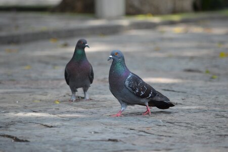 Pigeons animals wings