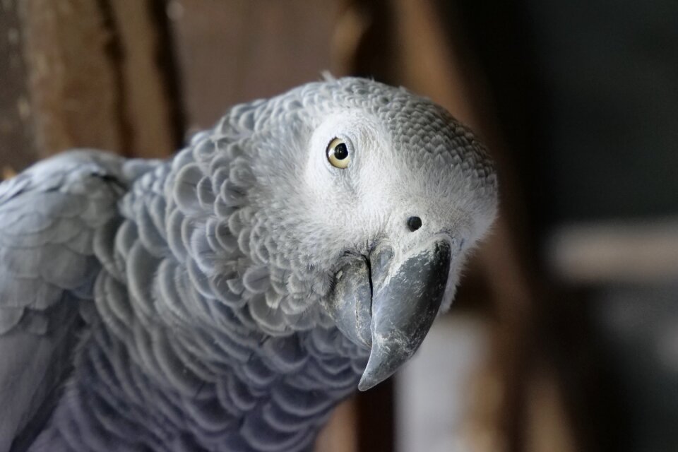 Parrot african grey parrot head