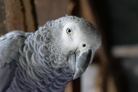 Parrot african grey parrot head photo