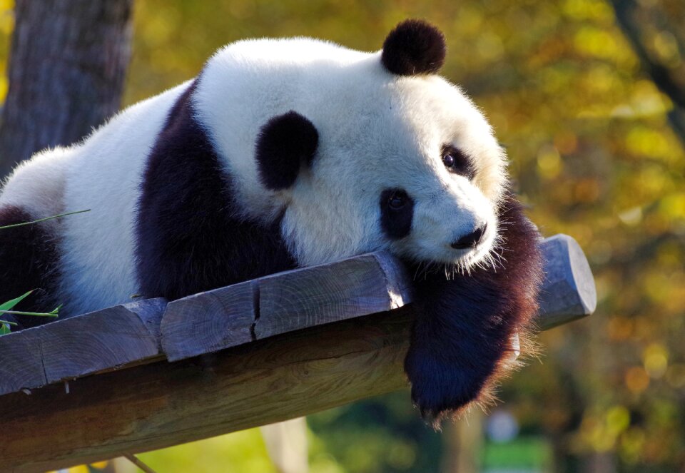China endangered fluffy