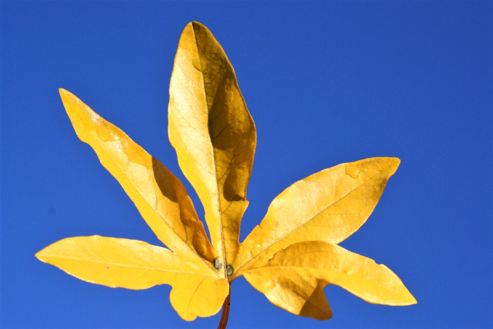 Desktop fall blue leaf