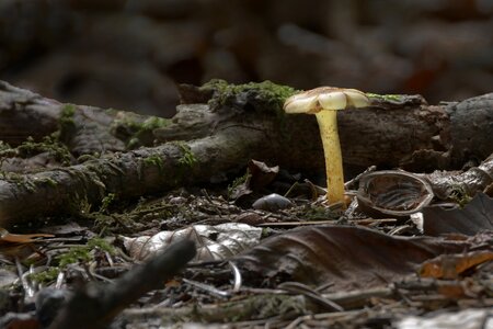 Forest small forest mushroom