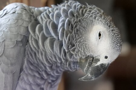 African grey parrot plumage head photo