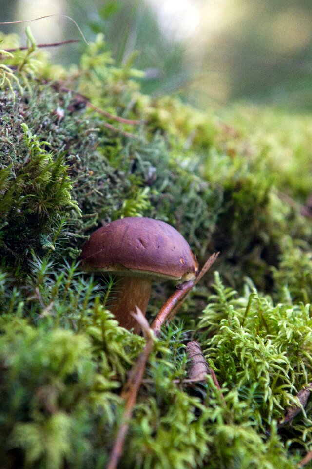 Orange-cap boletus edible edible mushrooms