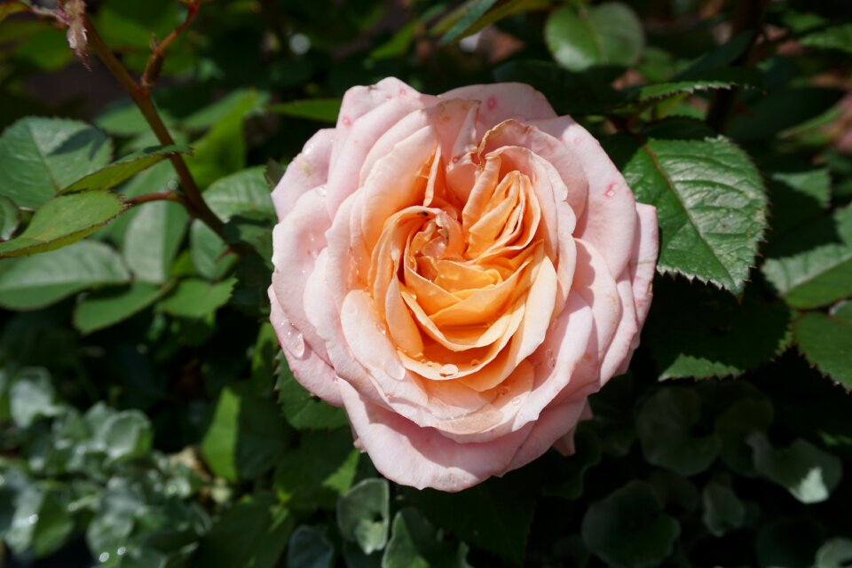 Romantic nature blossom