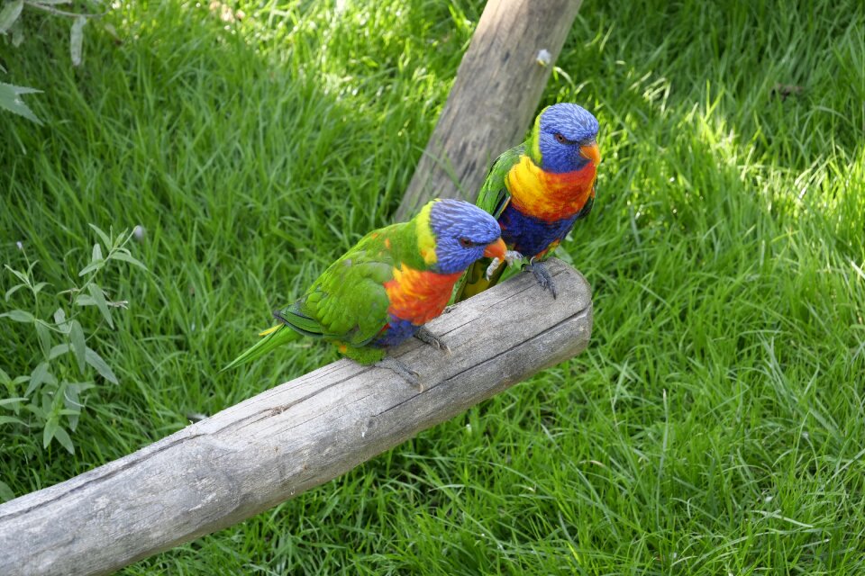 Loris honey parrot lorikeet