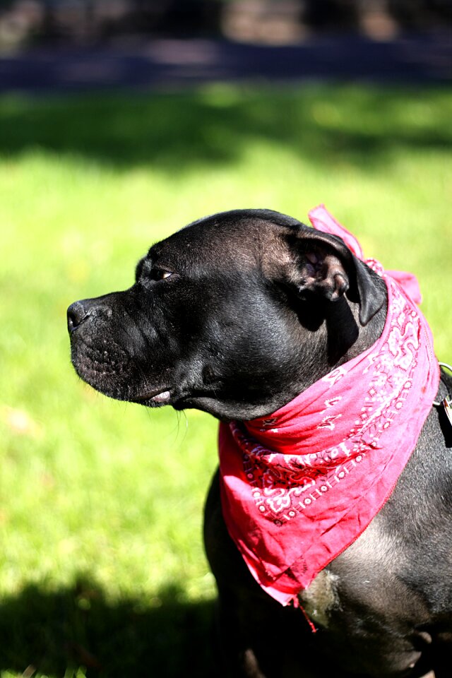 Bandanna animal field