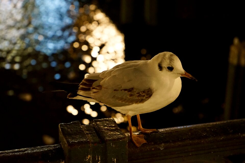 Water bird close up seevogel