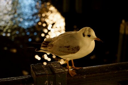 Water bird close up seevogel photo