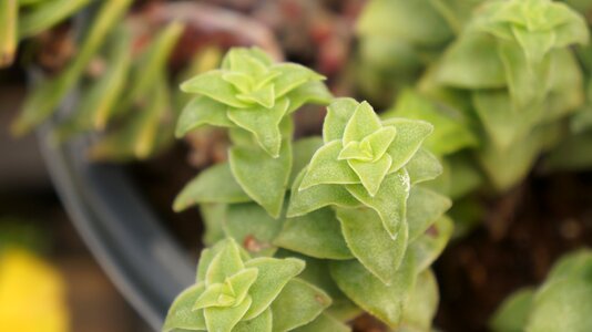 Growth succulents natural