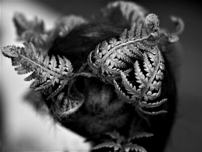 Nature fern tree