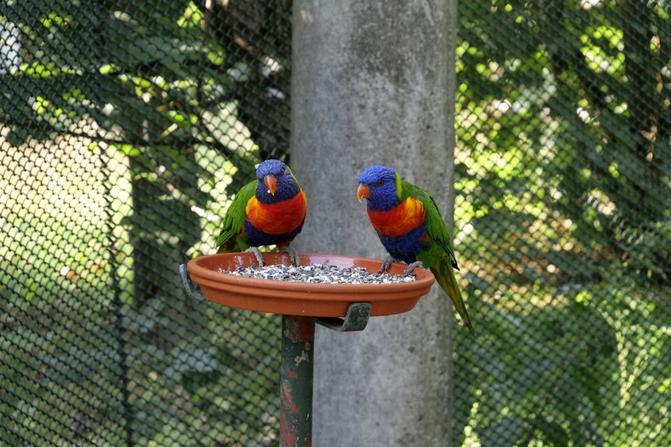 Loris honey parrot lorikeet