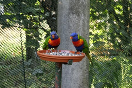 Loris honey parrot lorikeet photo