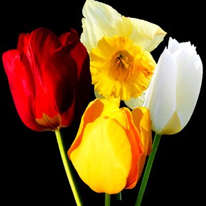 Tulip tulip spring red photo
