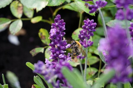 Purple plant summer photo