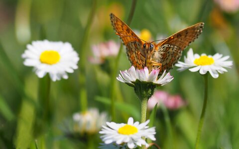 Butterfly flowers daisies photo