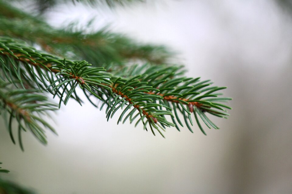Nature points conifer