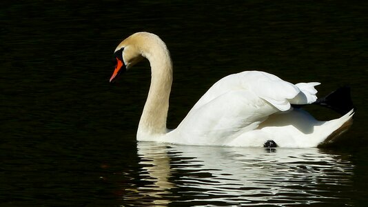 Nature no person animal