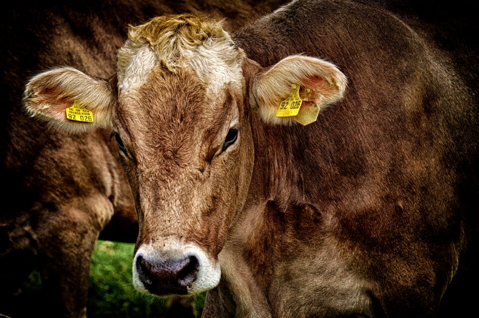 Cute ruminant dairy cattle