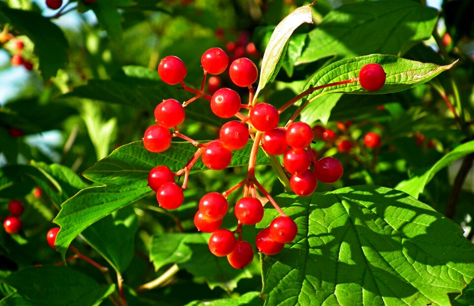 Foliage nature plant
