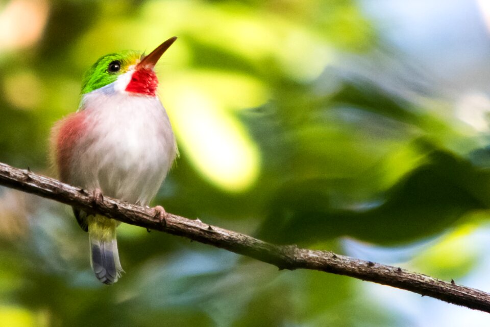 Cartacuba bird birding