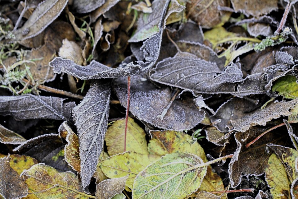 Frozen ice autumn