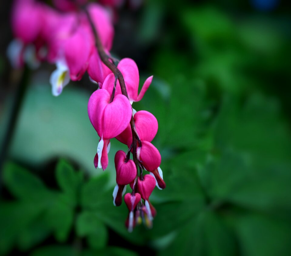 Ornamental plant bloom natural pink