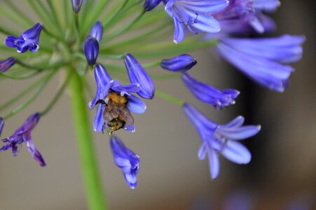 Insect plant garden photo