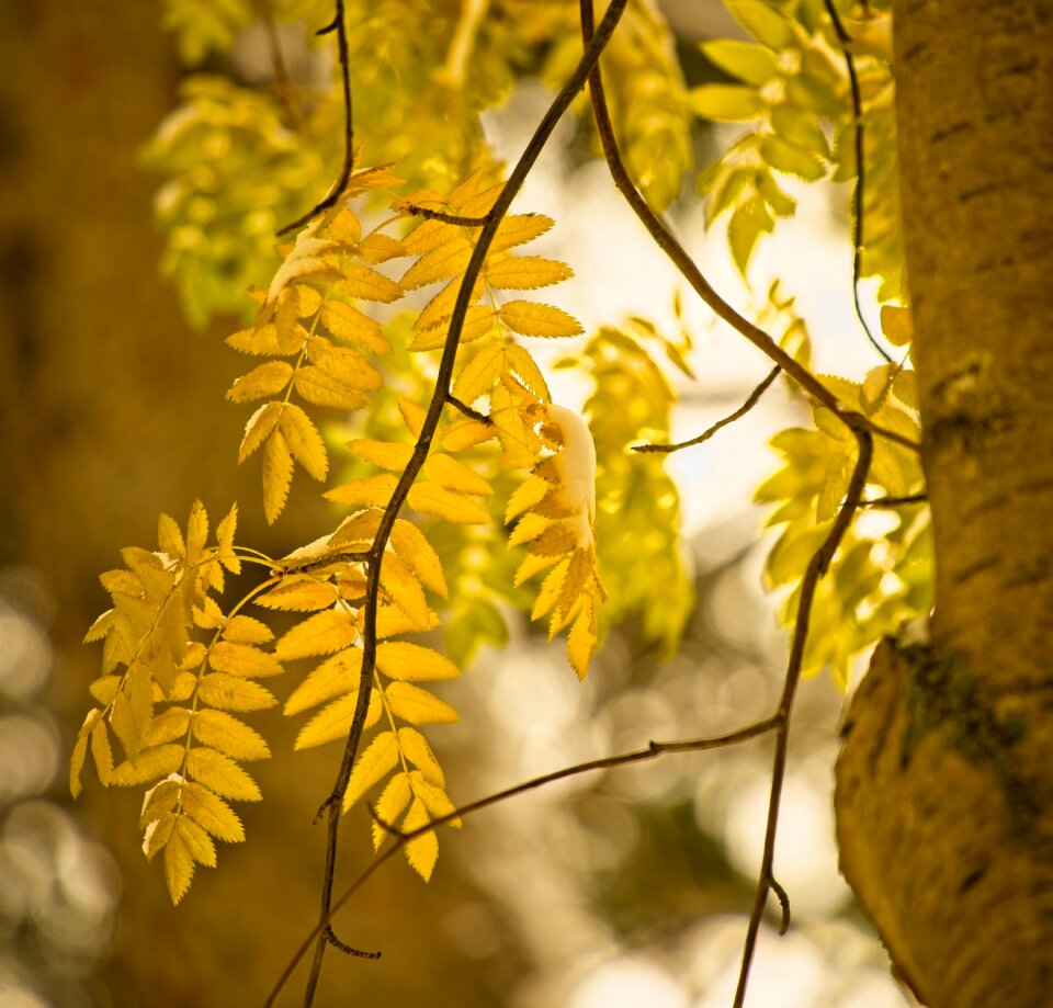 Golden bokeh mountain ash